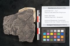 Foto (Objekt + Etikett) von Sequoia novae zeelanchiae Ettingshausen (NHMW-GEO-2024-0188-10107)
